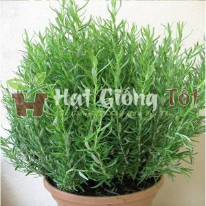 hạt giống cây hương thảo cho lượng tinh dầu rât thơm