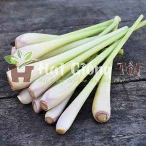 cây sả chanh gia vị không thể thiếu trong mỗi gia đình