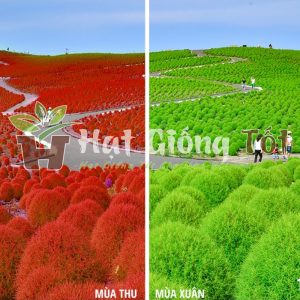 Hạt Giống Cỏ Đổi Màu