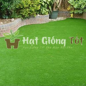 Hạt Giống Cỏ Nhung Nhật