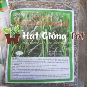 Hạt Giống Cỏ Voi Ngọt (1kg)
