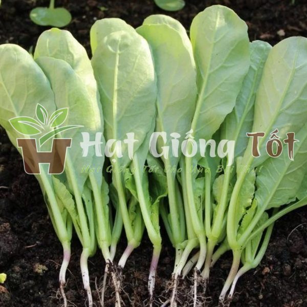 Các loại hạt giống củ cải ăn lá