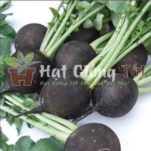 trồng hạt giống củ cải đen làm thuốc