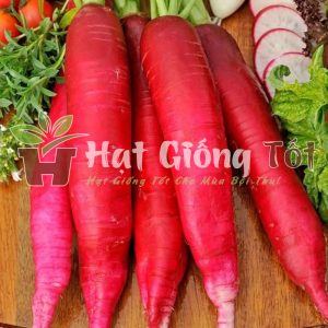 hạt giống củ cải đổ dài awg uất cao mùa vụ bội thu