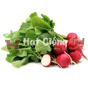 Hạt Giống Củ Cải Đỏ Mini