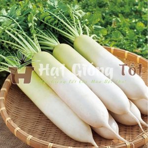 hạt giống củ cải đường chịu nhiệt là loại nông sản cho năng xuất cao