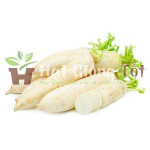 gieo hạt giống củ cải trắng để có một vu mùa bôi thu