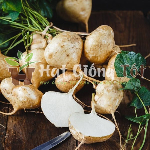hạt giống củ đậu trắng