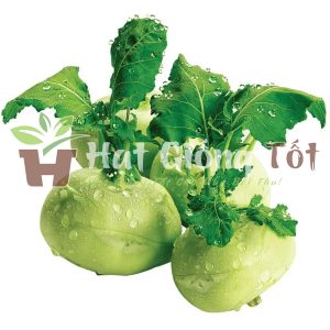 gieo hạt giống củ su hào cho mùa vụ bội thu