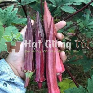 trồng đậu bắp đỏ f1 để có loại rau ngon tốt cho sức khỏe