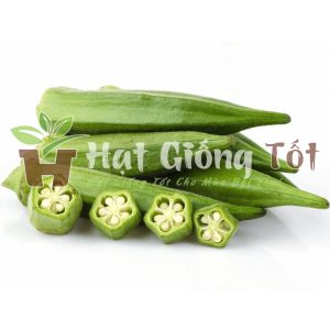 Giống đậu bắp lùn nhật bản
