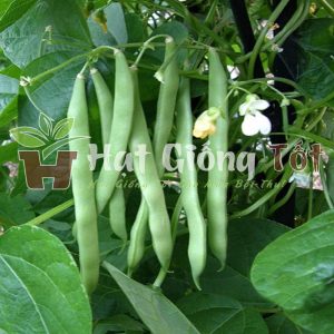 Gieo trồng hạt giống đậu cove leo năng suất cao