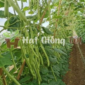 Hạt giống đậu cove hạt đen dạng leo gieo trồng để có vu mùa bội thu