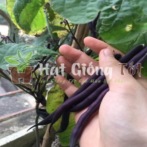 Hạt giống đậu cove tím cho hương vị bữa ăn thêm màu sắc