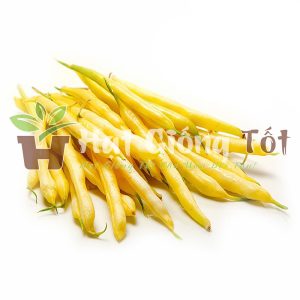 gieo hạt giống đậu cove vàng cho năng suất cao