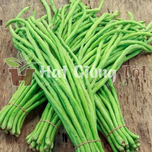 Hạt giống đậu đũa cao sản cho vụ mùa bội thu