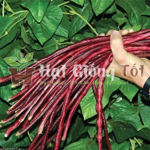 gieo hạt giống đậu đũa tím cao sản cho năng suất cao
