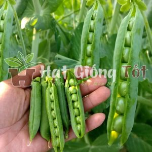 gieo hạt giống đậu hà lan lấy hạt