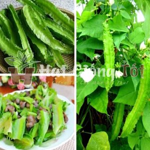 hạt giống đậu rồng cho năng suất cao, trồng trong khu vườn mỗi gia đình