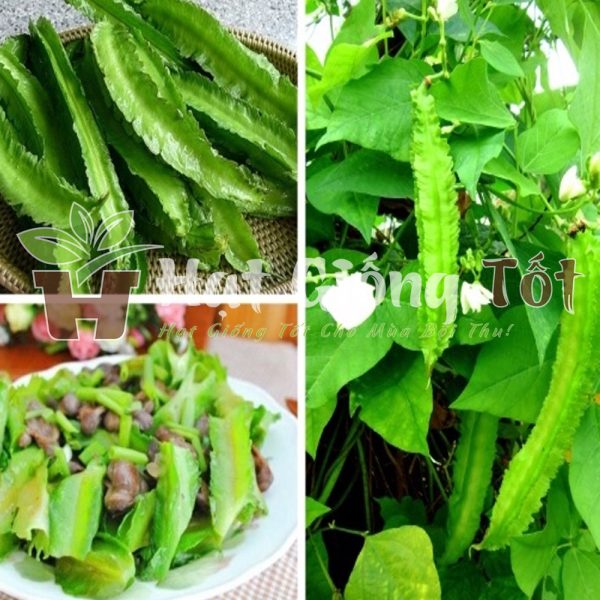 hạt giống đậu rồng cho năng suất cao, trồng trong khu vườn mỗi gia đình