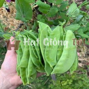 hạt giống đậu ván cho năng suất cao
