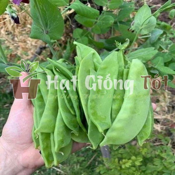 hạt giống đậu ván cho năng suất cao