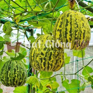 hạt giống dưa bở chất lượng cao cho vụ mùa bội thu