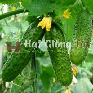 hạt giống dưa chuột bao tử f1 cho năng suất cao