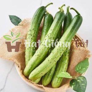 giống dưa chuột nếp ta cho trái thơm ngon