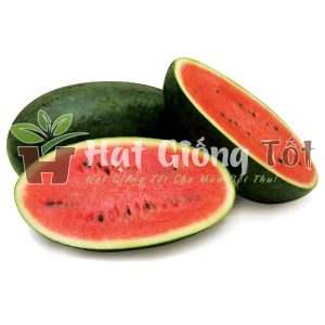 Hạt giống dưa hấu f1 hmn hoàng châu 368 cho trái có vị ngọt cao
