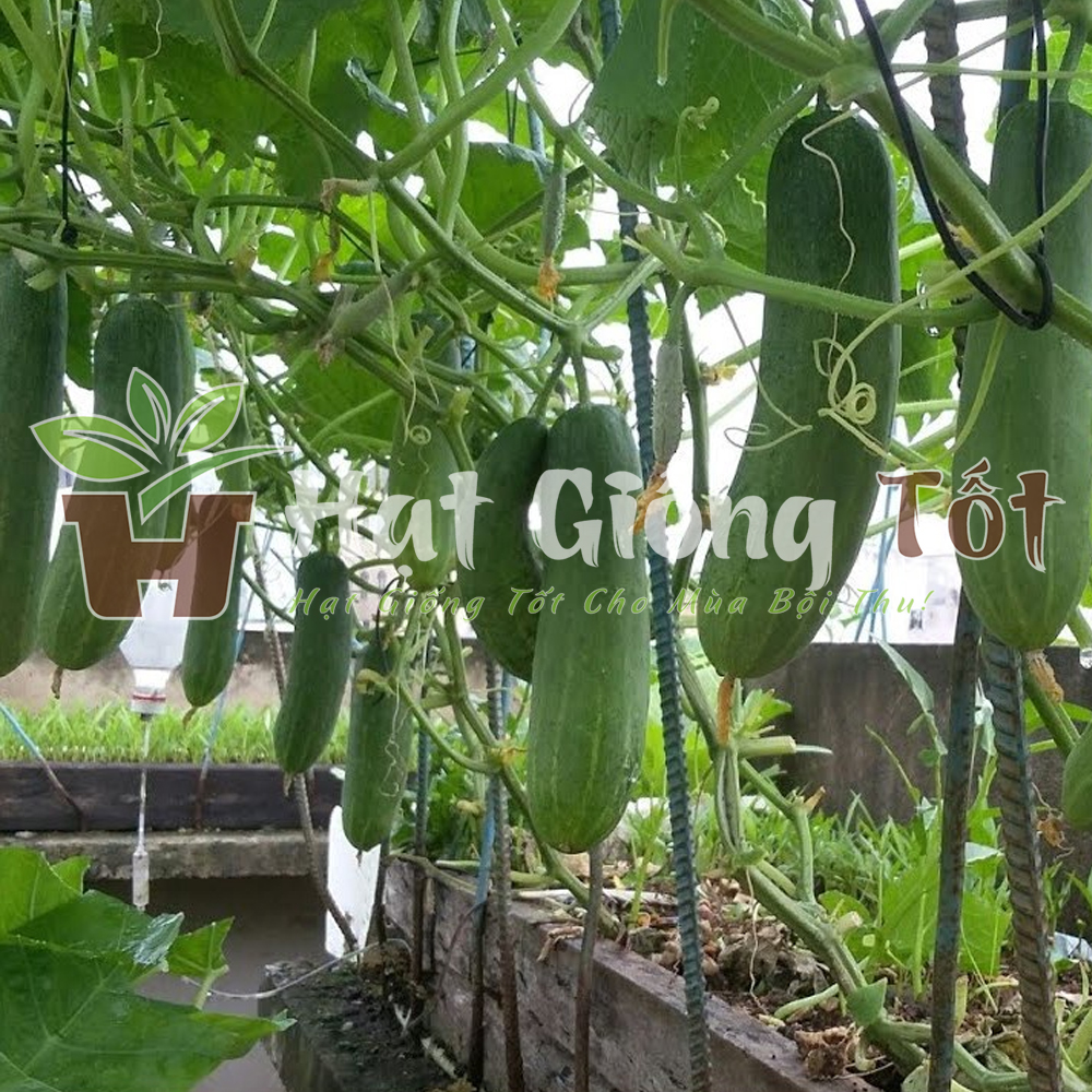 hat-giong-dua-leo-f1-1