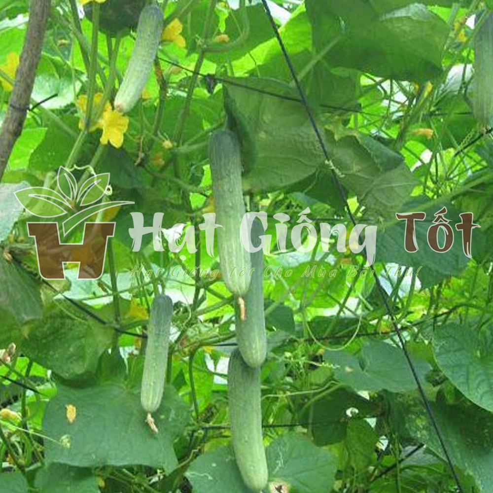 hat-giong-dua-leo-f1-2