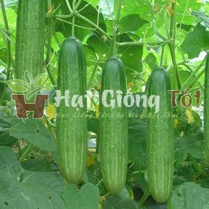 chọn hạt giông dưa leo f1 cho vụ mùa bội thu