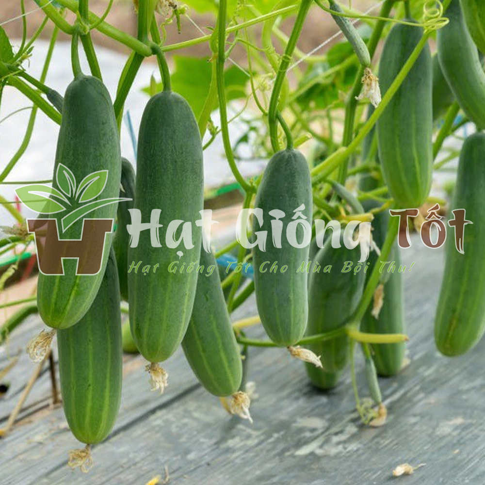 hat-giong-dua-leo-f1-4