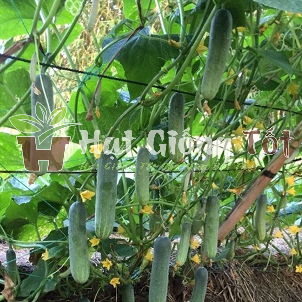 hat-giong-dua-leo-f1-5