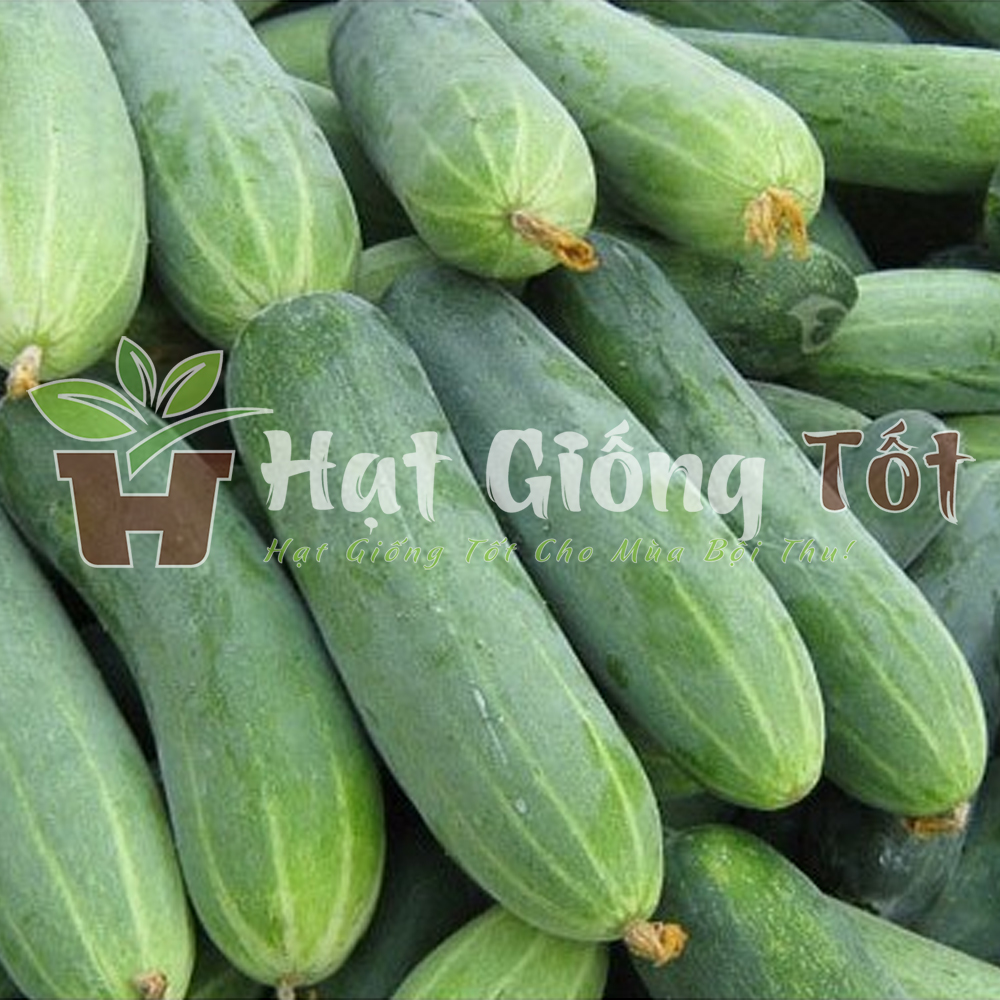 hat-giong-dua-leo-f1-6