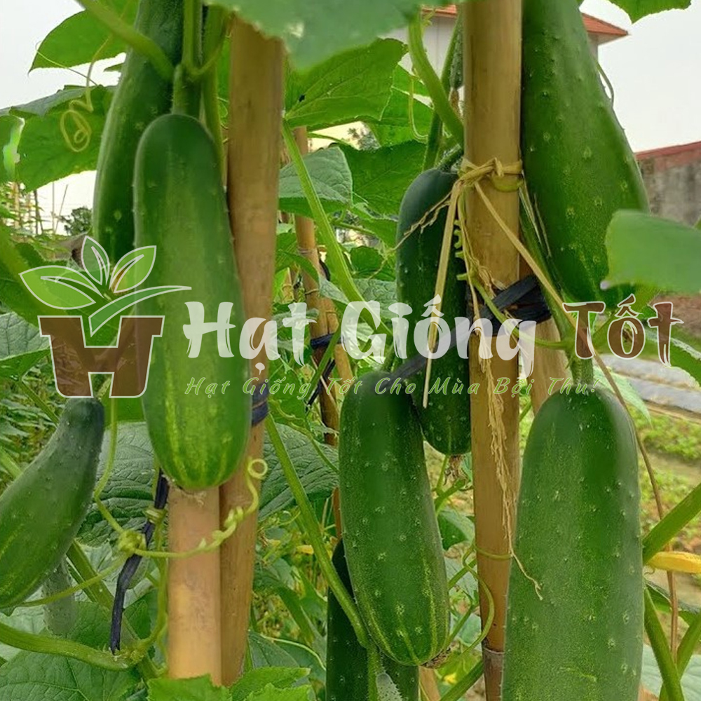 hat-giong-dua-leo-f1