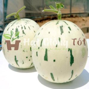 Hạt Giống Dưa Sữa Nhật