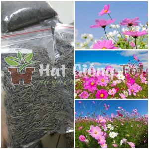 hạt giống hoa cánh bướm sặc sỡ sắc màu