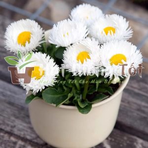 Để chọn được hạt giống hoa cúc trắng tốt bạ cần truy cập hatgiongtot.com.vn