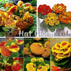 Trồng Hạt giống hoa huyền sâm để khu vườn thêm đẹp