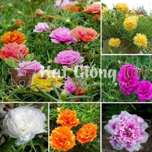 Trồng Hạt Giống Hoa Mười Giờ Kép cho khuân viên gia đình thêm đẹp