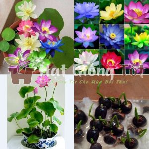 Trồng Hoa Sen Mini Nhật trong Bosai hoặc hồ nước nhỏ trong gia đình tạo ko gian đẹp