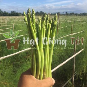 gie hạt giống măng tây xanh được món ngon hàng ngày