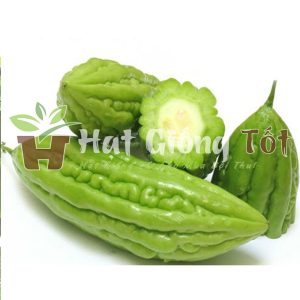 gio trồng hạt giống mướp đắng hay còn gọi là khổ qua đem lại hiệu quả kinh tế cao