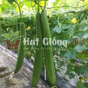 gieo trồng hạt giống mướp hương loại tốt để có vụ mùa bội thu