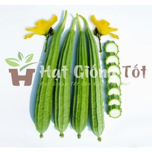 Hạt Giống Mướp Khía