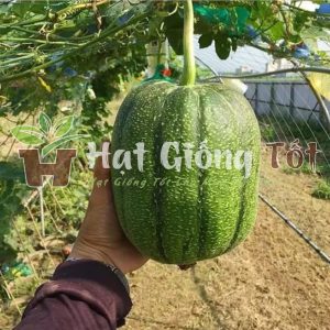 gieo trồng hạt giống mướp táo f1 cho hiệu quả kinh tế cao