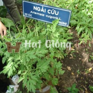 Hạt Giống Ngải Cứu
