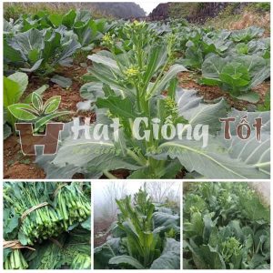 gieo hạt giống ngồng su hào đem lại lợi ích kinh tế cao